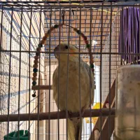 عروس هلندی دستی باهوش و زرنگ