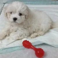 سگ مالتیز کراس