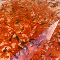 ماهی قرمز به تعداد گلدفیش