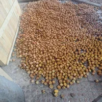 پوست کندن گردو سبز|خدمات باغبانی و درختکاری|تهران, مسگرآباد|دیوار