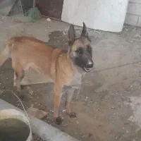 واگذاری مالینویز ماده ۱۵ ماهه