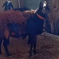 شیشک عروس افشاری