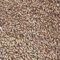 فروش عمده بلوط