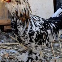 مرغ و خروس سلطان