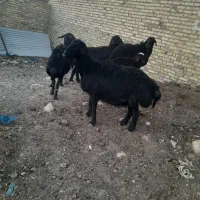 شش راس میش جوان قزل لخت درجه یک