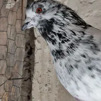 کفتر جفت دستپرقوچی|پرنده|فردیس, داوری|دیوار