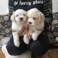 سگ نروماده شیتزو