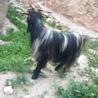 بز‌داشتی|حیوانات مزرعه|مسجد سلیمان, |دیوار