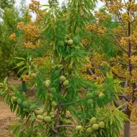 تخفیف شگفت‌انگیز نهـال صـنوبـر همین حالا سفارش بده|خدمات باغبانی و درختکاری|خمین, |دیوار