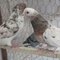 نرو ماده پرشی