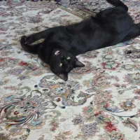 واگذاری گربه dsh