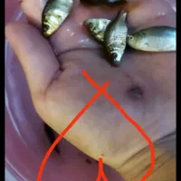 بچه ماهی کپور از 1تا 15 گرم
