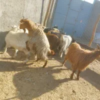 گوشت بزغاله چا وزن موجود