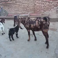 بز سه شکم هیکل درشت|حیوانات مزرعه|انبارآلوم, |دیوار