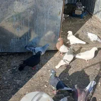 ملقی وگوک|پرنده|بافت, |دیوار