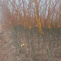 بید مجنون پیوندی طلایی سبز فر سبز|خدمات باغبانی و درختکاری|شاندیز, |دیوار