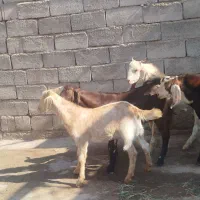 5تا کره نر چاق توپ اصل یک ماده|حیوانات مزرعه|رفسنجان, |دیوار