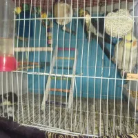 دو جفت عروس هلندی با یه جوجه مفت