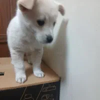 سگ پاکوتاه خانگی