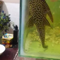 گربه ماهی یا لجن خوار