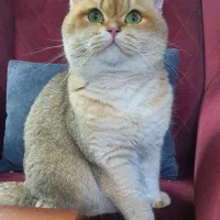 بریتیش گلد ny11 نر جفتگیری جفت یابی