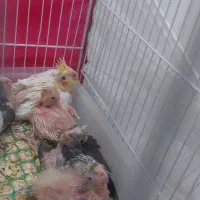 جوجه عروس هلندی