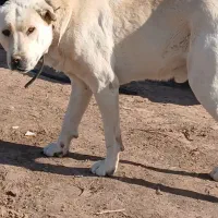 افقان گله ای واگذاری