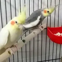 یک جفت عروس هلندی ، ماده مولد