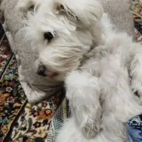 سگ پاکوتا