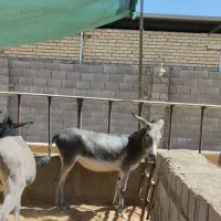 الاغ ماده ،الاغ نر