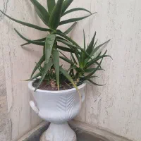 گل طبیعی