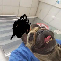 سگ فرنچ بولداک