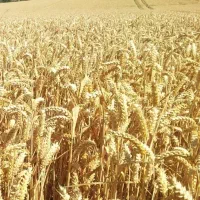 فروش گندم امسال