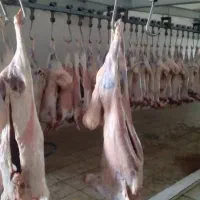 گوشت گوسفندی ازکیلوی ۵۰۰تمن به بالا