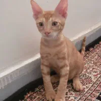 سرپرست برای گربه نارنجی