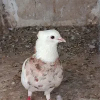 کبوتر طوقی|پرنده|خورموج, |دیوار