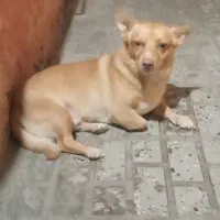 واگذاری سگ نر|سگ|بیرجند, |دیوار