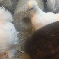 مرغ و خروس ابریشمی|حیوانات مزرعه|اصفهان, سرچشمه|دیوار