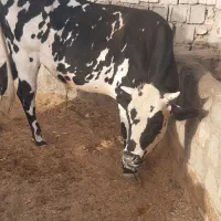 گوساله نر حدودا۵۰۰کیلو  گاو ده کیلو شیر سرحال جوان|حیوانات مزرعه|درمیان, |دیوار