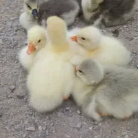 جوجه قوغاز
