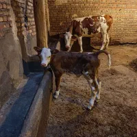 گاو شیری سیمنتال