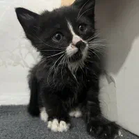 واگذاری گربه