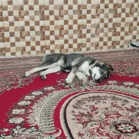 سگ هاسکی نر گمشده