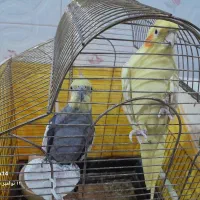 عروس هلندی|پرنده|مشگین شهر, |دیوار