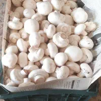 فروش قارچ‌درجه یک