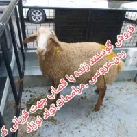 گوسفند افشاری/ خوش پخت وگوسفند  خونی