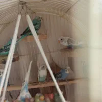 پرنده|پرنده|سردشت, |دیوار