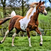 اسب و تجهیزات اسب سواری