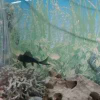 ماهی کت فیش|ماهی|ری, علایین|دیوار