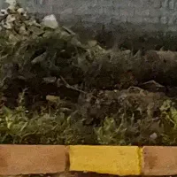 زمین مسکونی مخصوص باغ شهری